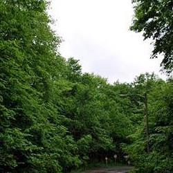 پارک جنگلی النگدره
