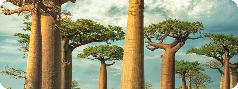 رزرو تور ماداگاسکار