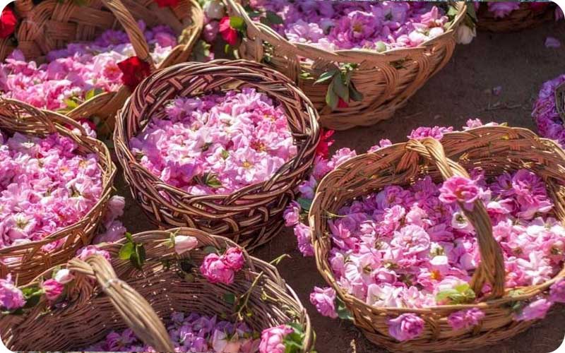 سبد گل های محمدی