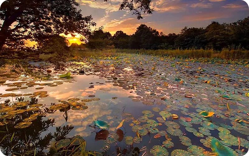 تالاب سوستان؛ تابلویی از طبیعت بکر