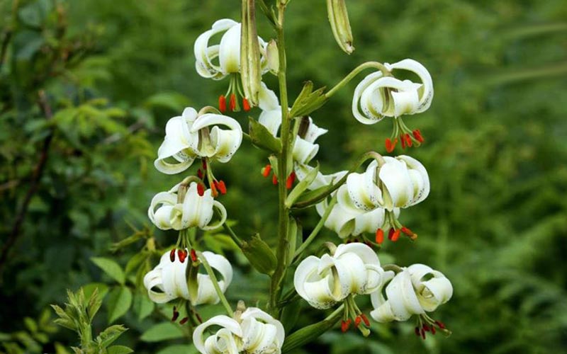 اصلیترین دیدنی های داماش: گلهای سوسن چلچراغ