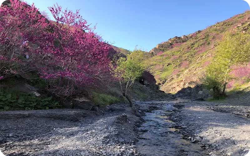 عکسهای دیدنی از دره ارغوان مشهد در فصل شکوفهها