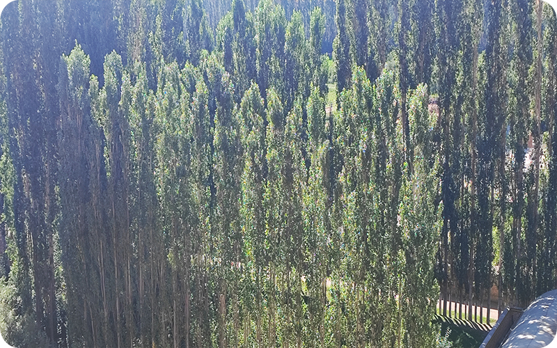 آیا زمان در ایستا متوقف شده است؟