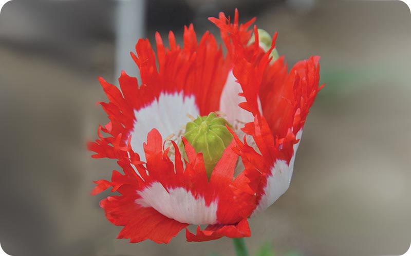 شباهت گل به پرچم دانمارک