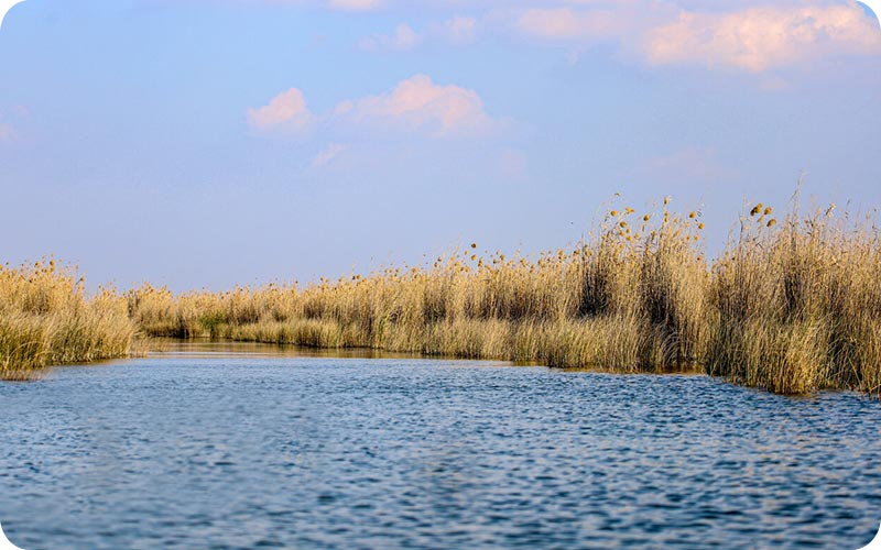 تالاب شادگان