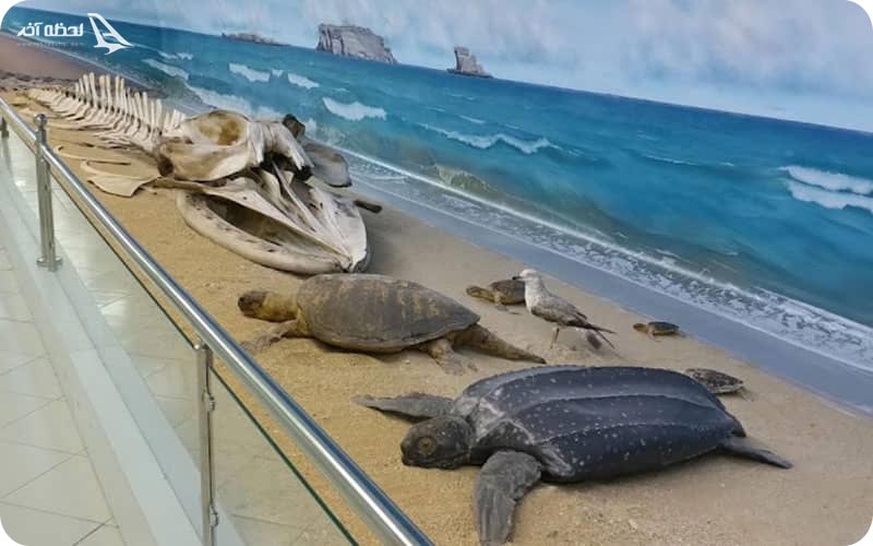 عکس موزه ژئو پارک قشم