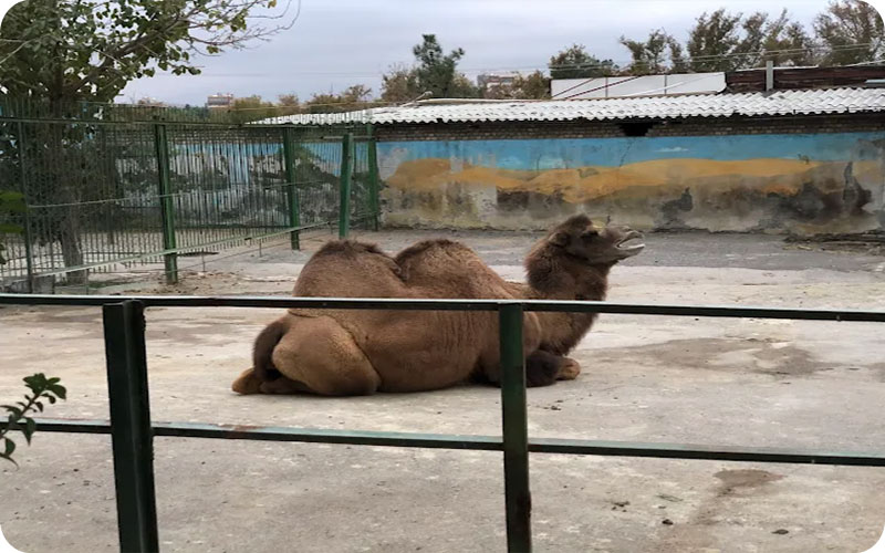 حیوانات باغ وحش مشهد