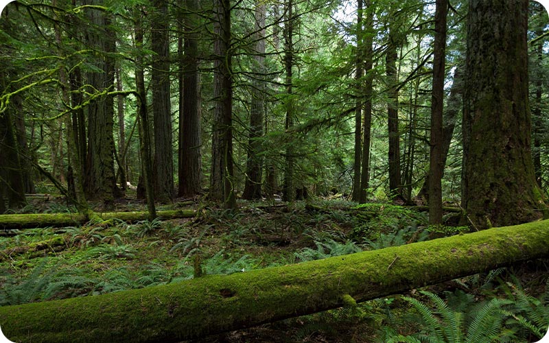 پوشش گیاهی جنگل لفور