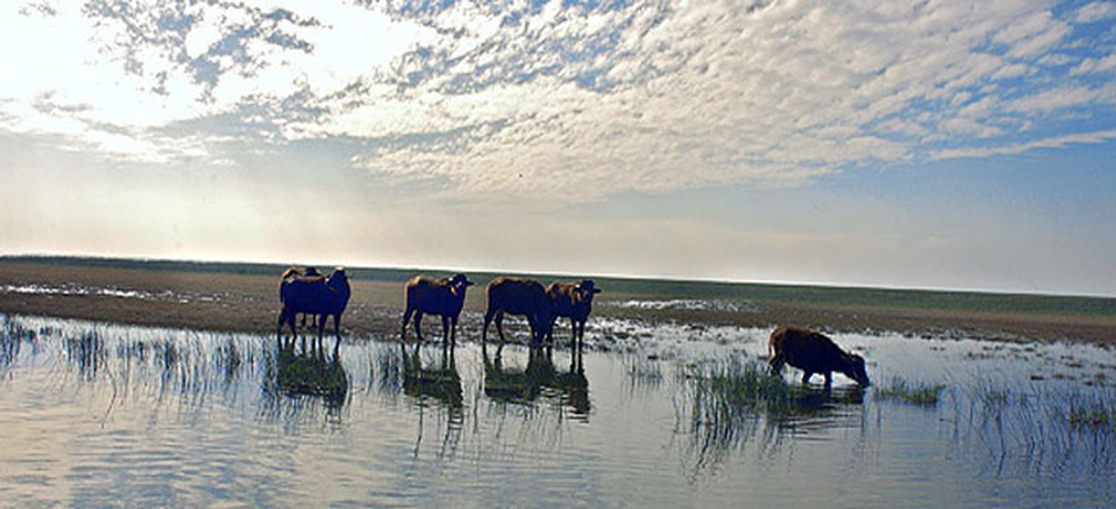 حیوانات موجود در تالاب