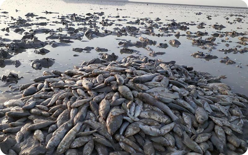 عکس تالاب هامون