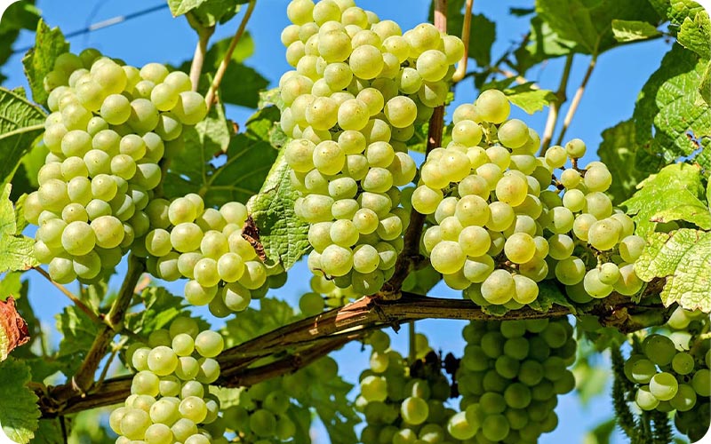 انگور خوشمزه عجب شیر