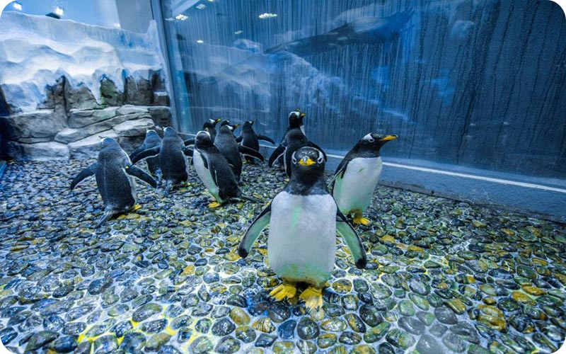 باغ وحش دبی: سفری به دنیای حیوانات