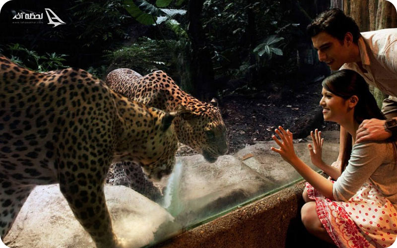 نایت سافاری سنگاپور	