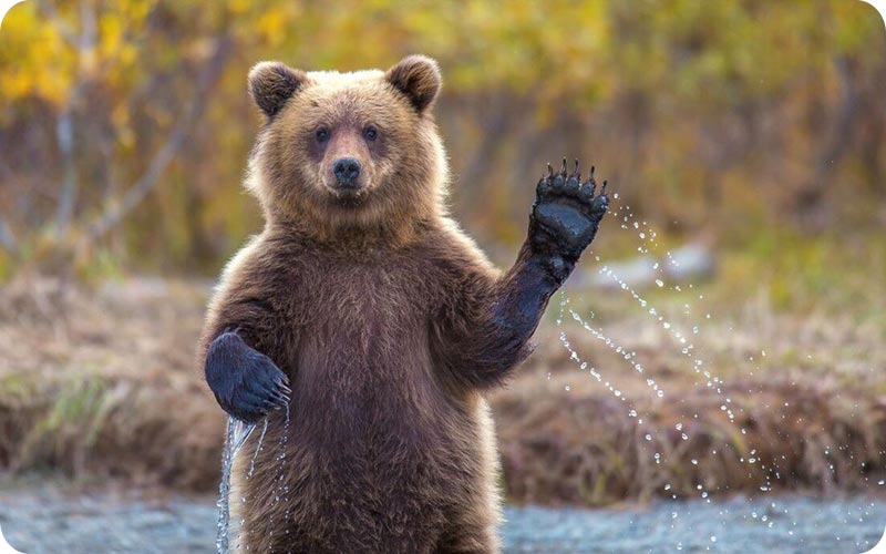 خرس قهوه ای در جنگل لفور