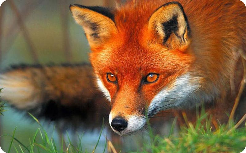 روباه؛ یکی از پوشش های جانوری جنگل لفور