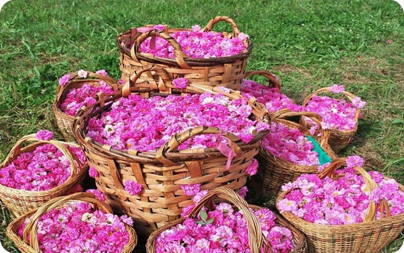 گل های محمدی برای گلاب گیری