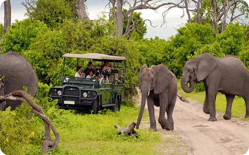 لحظاتی ناب در باغ وحش دبی