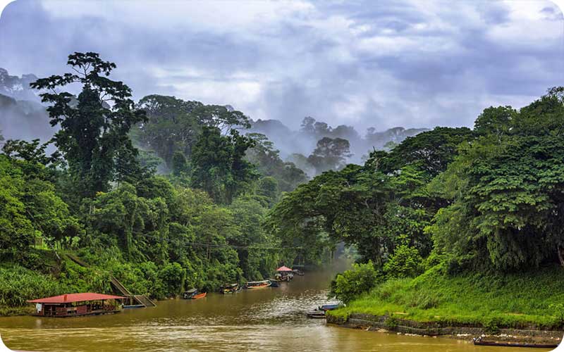 سفری به قلب جنگل های بارانی مالزی