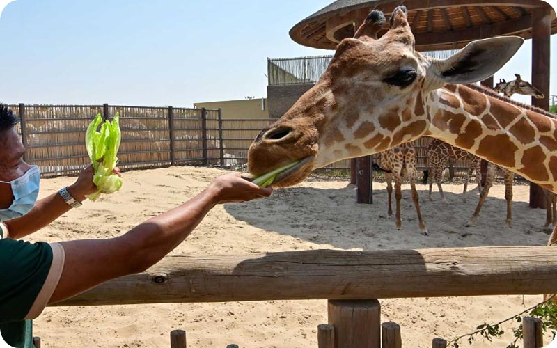 تنوع بینظیر حیوانات در باغ وحش دبی