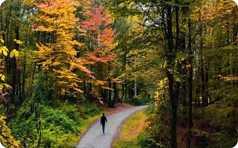 کردکوی در قاب تصویر؛ جایی میان مه، درخت و آرامش