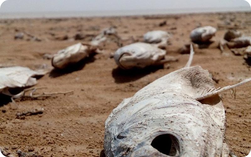 دریاچه هامون