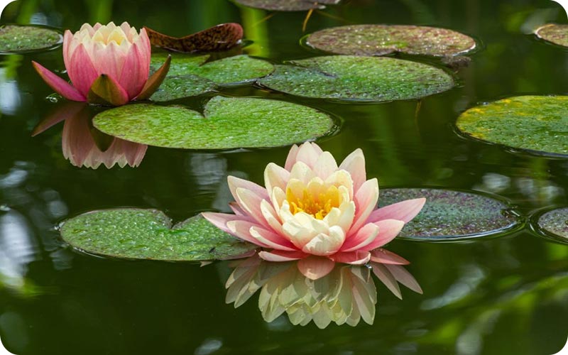 زیباییهای پنهان تالاب سوستان