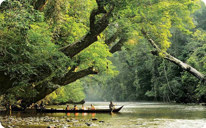در جستجوی آرامش: سفری به دنیای سبز تامان نگارا