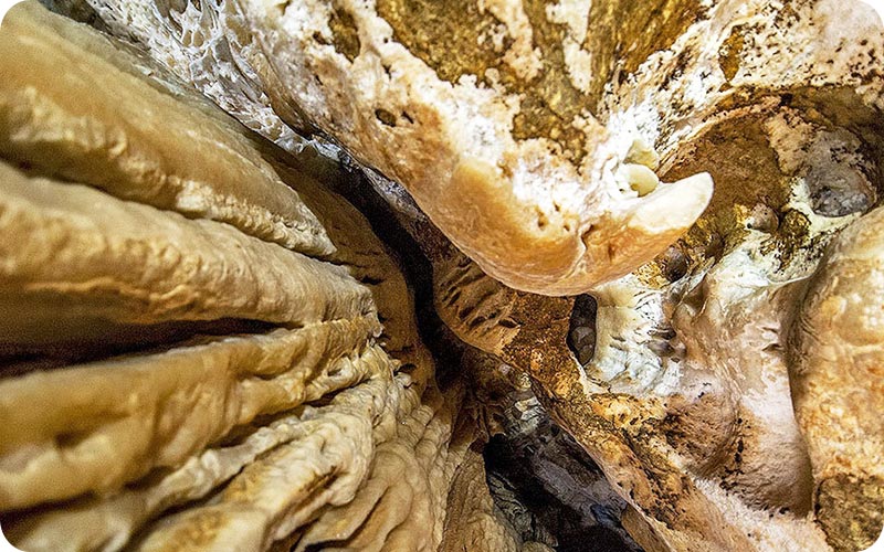 رسوب های زنده