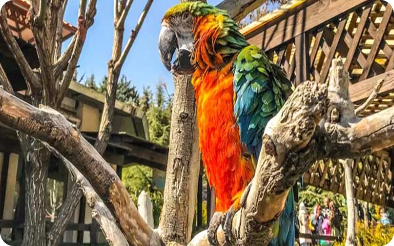 باغ وحش ارم